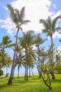 Uzun avuçlu çimenler