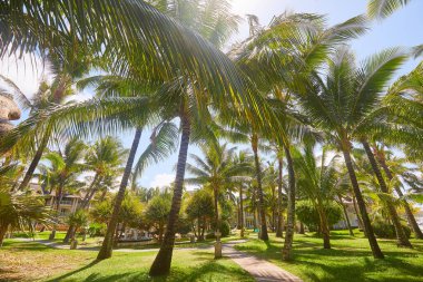 Yaz günlerinde palmiyeli tropik tatil beldesi