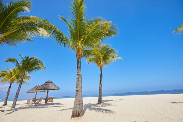 Wybrzeże Tropikalne Palmami — Zdjęcie stockowe