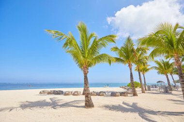 Tropical seashore with palms
