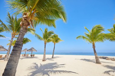 Tropical seashore with palms