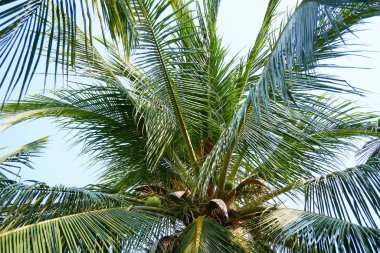 Parlayan güneşli palmiye ağaçlarının alt manzarası