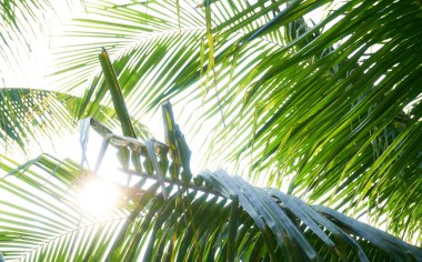 Parlayan güneşli palmiye ağaçlarının alt manzarası