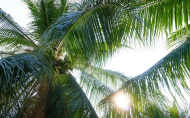 Parlayan güneşli palmiye ağaçlarının alt manzarası