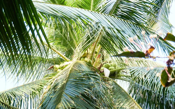Widok Dolny Palm Świecącym Słońcem — Zdjęcie stockowe