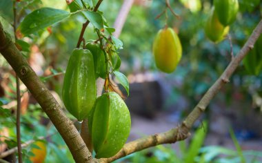 Tropikal adada büyüyen bitkiler, yakın plan.