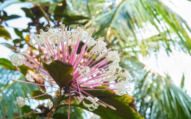Tropikal adada büyüyen bitkiler, yakın plan.