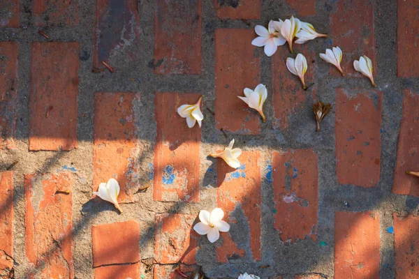 Scattered flowers on ground