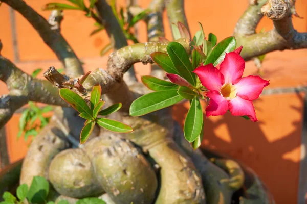 Plantes Fleurs Sur Une Île Tropicale Gros Plan — Photo