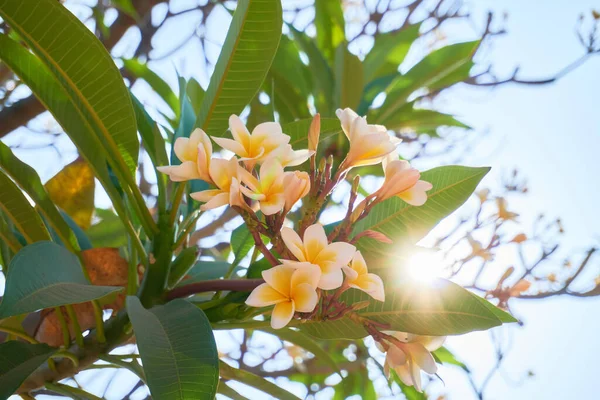 Plantes Fleurs Sur Une Île Tropicale Gros Plan — Photo