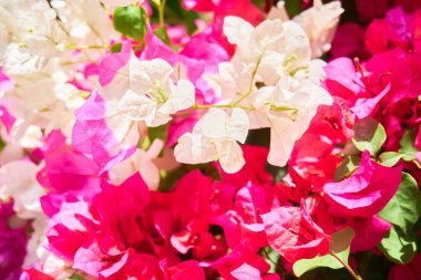 Tropik adada çiçek açan bitkiler, yakın plan.