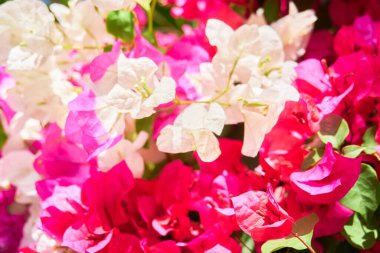 Tropik adada çiçek açan bitkiler, yakın plan.