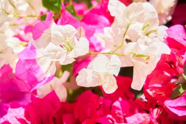 Tropik adada çiçek açan bitkiler, yakın plan.