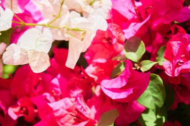 Tropik adada çiçek açan bitkiler, yakın plan.