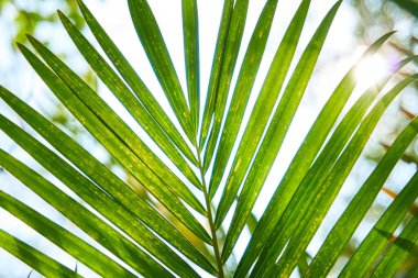 Parlayan güneşli palmiye ağaçlarının alt manzarası