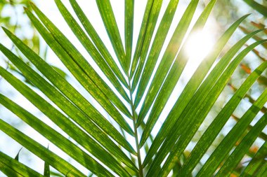 Parlayan güneşli palmiye ağaçlarının alt manzarası