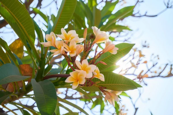 Kwitnące Rośliny Tropikalnej Wyspie Zbliżenie — Zdjęcie stockowe