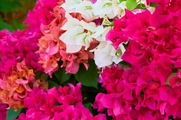 Blooming Plants Tropical Island Closeup — Stock Photo, Image