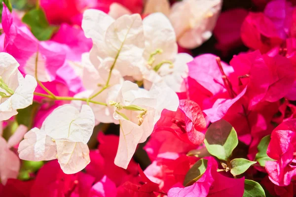 Plantes Fleurs Sur Une Île Tropicale Gros Plan — Photo