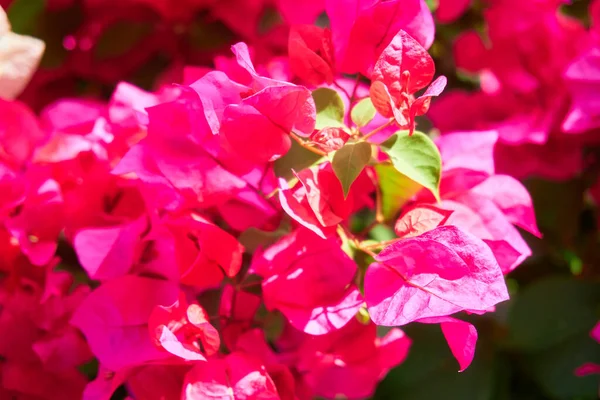 Blommande Växter Tropiska Närbild — Stockfoto