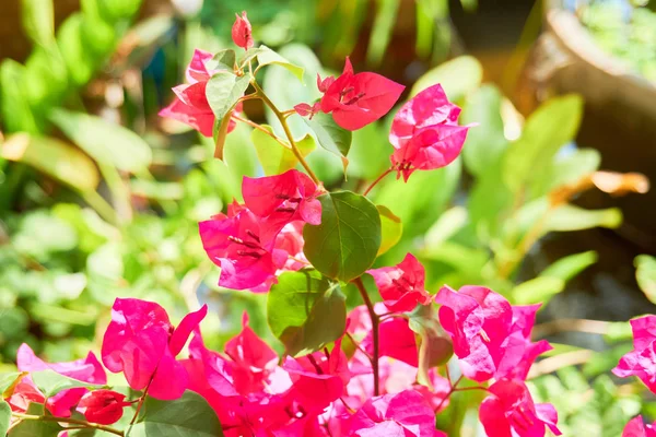 Blooming Plants Tropical Island Closeup — Stock Photo, Image