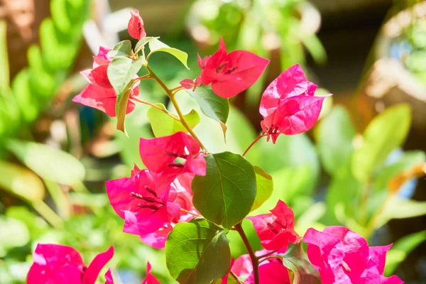 Blooming Plants Tropical Island Closeup — Stock Photo, Image