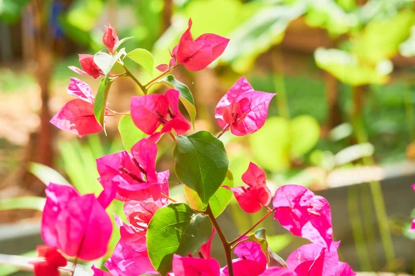 Blooming Plants Tropical Island Closeup — Stock Photo, Image