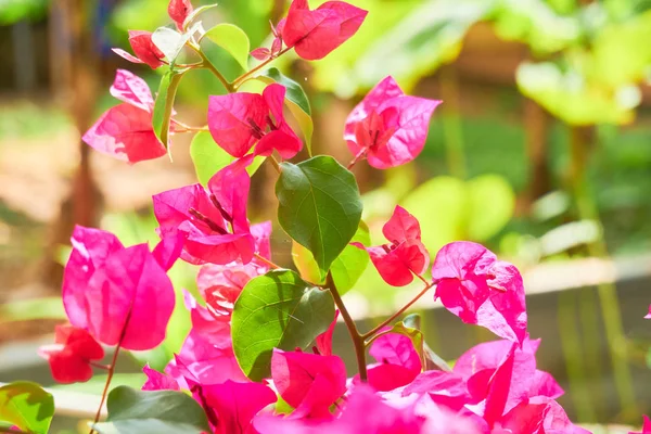 Blooming Plants Tropical Island Closeup — Stock Photo, Image