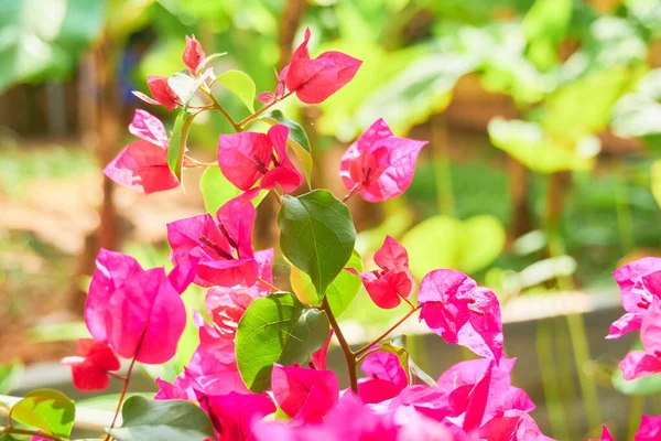 Blomsterplanter Tropisk Nærkontakt – stockfoto