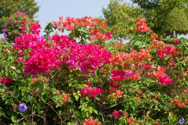 Tropik adada çiçek açan bitkiler, yakın plan.