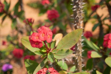 Tropik adada çiçek açan bitkiler, yakın plan.