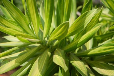 Tropikal adada büyüyen bitkiler, yakın plan.