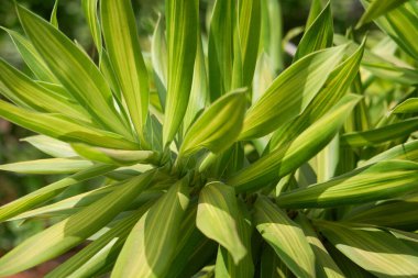 Tropikal adada büyüyen bitkiler, yakın plan.