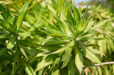 Tropikal adada büyüyen bitkiler, yakın plan.