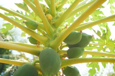 Tropikal adada büyüyen bitkiler, yakın plan.