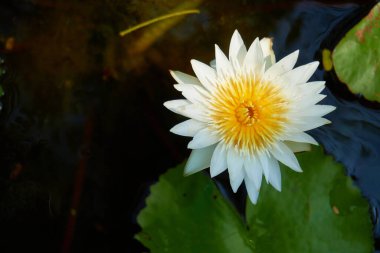 Tropik adada çiçek açan bitkiler, yakın plan.