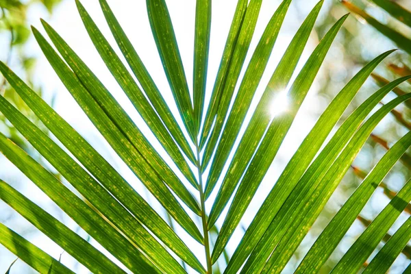 Bottom View Palm Trees Shining Sun — Stock Photo, Image