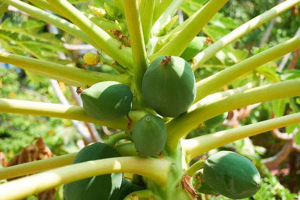 Cultivo Plantas Isla Tropical Primer Plano —  Fotos de Stock