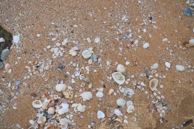 Kırık deniz kabuklarıyla kum yüzeyi     