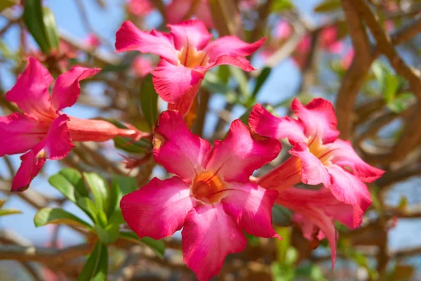 Plantas Flor Ilha Tropical Close — Fotografia de Stock