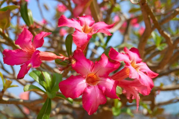 Florecientes Plantas Isla Tropical Primer Plano — Foto de Stock