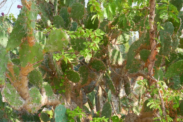 Cactus Primer Plano Con Espigas Afiladas —  Fotos de Stock