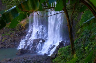 Vietnam orman şelale