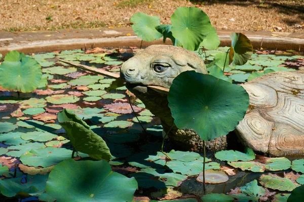 Garden Small Pond — Stock Photo, Image