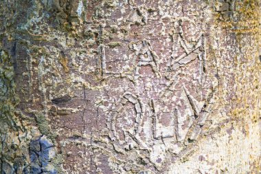 Sert ağaç kabuğu deseni yüzeyi        