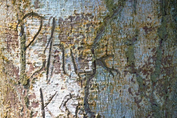 粗糙树皮花纹表面 — 图库照片