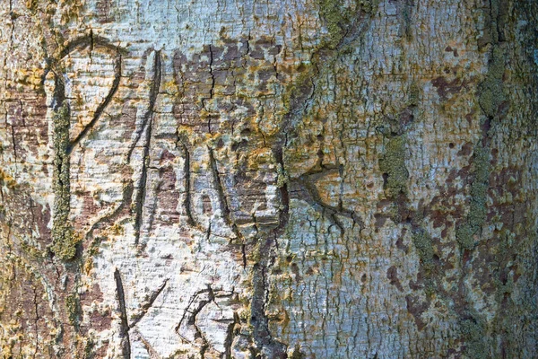 Rough Tree Bark Pattern Surface — Stock Photo, Image