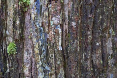 Sert ağaç kabuğu deseni yüzeyi        