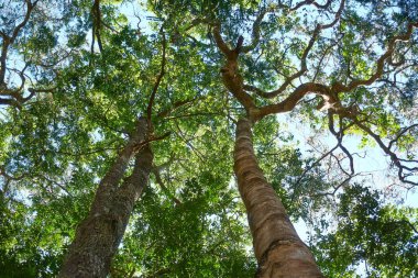 Yeşil yapraklı ağaçların alt görünümü