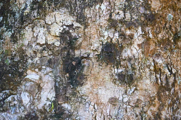 粗糙树皮花纹表面 — 图库照片